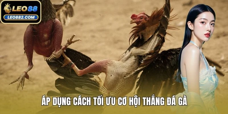 Áp dụng cách tối ưu cơ hội thắng đá gà
