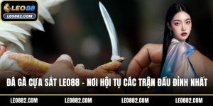 Đá gà cựa sắt