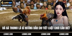 Đá gà Thomo