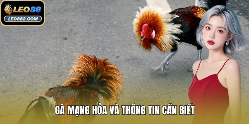 Gà mạng Hỏa và thông tin cần biết