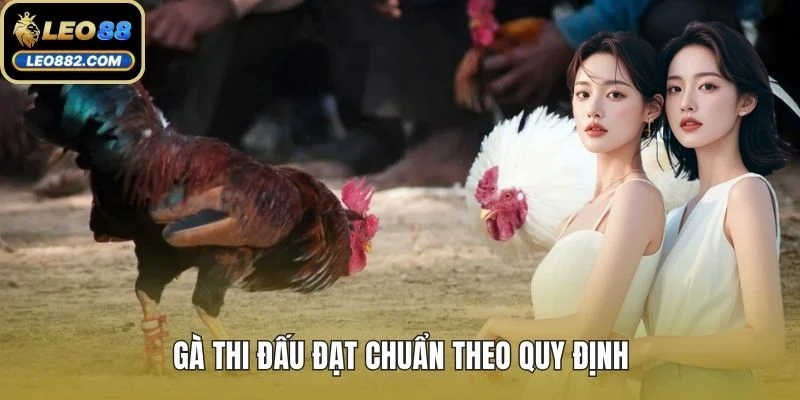 Gà thi đấu đạt chuẩn theo quy định