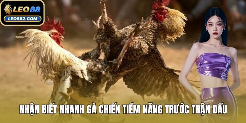 Nhận biết nhanh gà chiến tiềm năng trước trận đấu