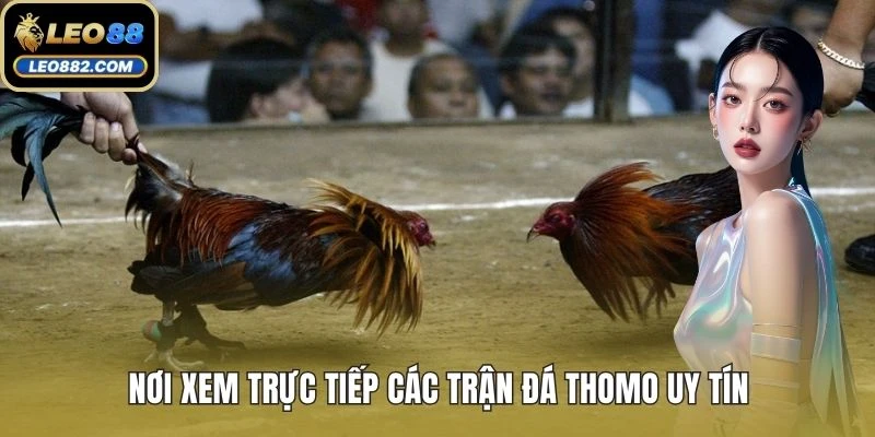 Nơi xem trực tiếp các trận đá Thomo uy tín